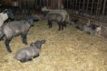 /album/lambs/p1370861-jpg/