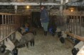 /album/lambs/p1370866-jpg/