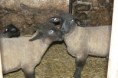 /album/lambs/p1370870-jpg/