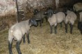 /album/lambs/p1370872-jpg/