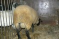 /album/rams/p1280359-jpg/