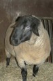 /album/rams/p1370851-jpg/