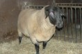/album/rams/p1370852-jpg/